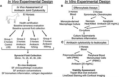 Evaluation of Intra-Articular Amikacin Administration in an Equine Non-inflammatory Joint Model to Identify Effective Bactericidal Concentrations While Minimizing Cytotoxicity